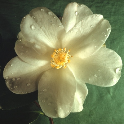 White Hibiscus